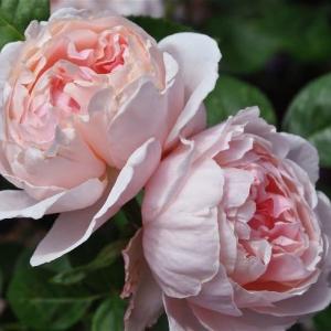 Роза английская Сейнт Свизан