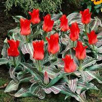 Тюльпан ботанический Ред Райдинг Худ 10 шт