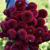 Георгина Иванетти