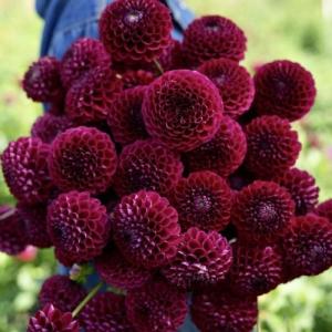 Георгина Иванетти