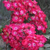 Роза мускусная Ред  Балерина (Марджори Фейр)