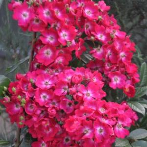 Роза мускусная Ред  Балерина (Марджори Фейр)