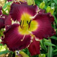 Лилейник Снеглл Тус