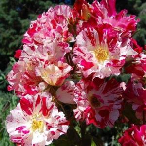 Роза плетистая Форт оф Джули