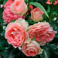 Роза Джет Сэт