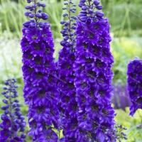 Дельфиниум Черный Рыцарь