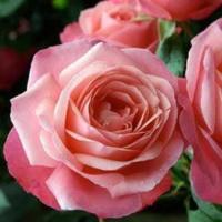 Роза плетистая Розанна