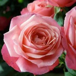 Роза плетистая Розанна