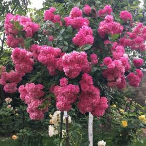 Роза плетистая Супер Дороти