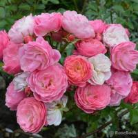 Роза мускусная Вальферданж