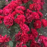 Роза Руби Руби