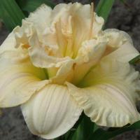 Лилейрик Шникель Фритц