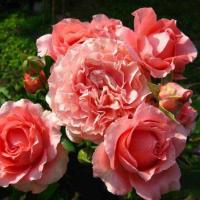 Роза японская  Корал Желе