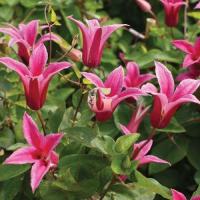 Клематис Принцесса Диана (3я группа)