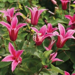 Клематис Принцесса Диана (3я группа)