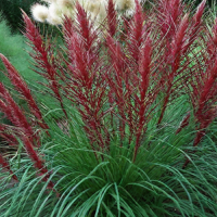 Мискантус Ред Чиф