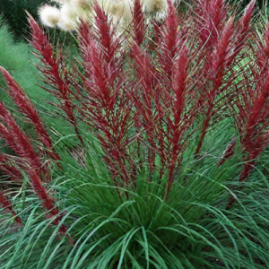 Мискантус Ред Чиф Мискантус Ред Чиф