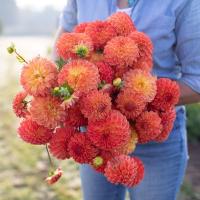 Георгина Джоуи Шанталь