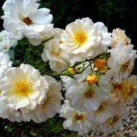 Роза плетистая Па Де Де