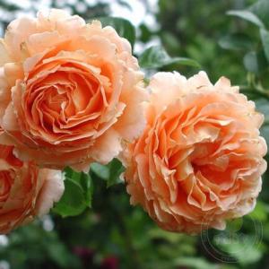 Роза плетистая Полька