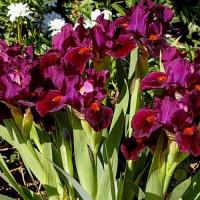 Ирис карликовый Волшебная сказка