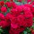 Роза почвопокровная Гарнерфройде
