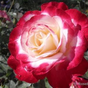 Роза Дабл Делайт