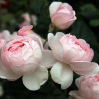 Роза плетистая Нахема