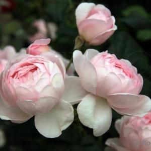 Роза плетистая Нахема