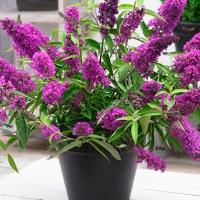 Будлея карликовая Тутти Фрутти