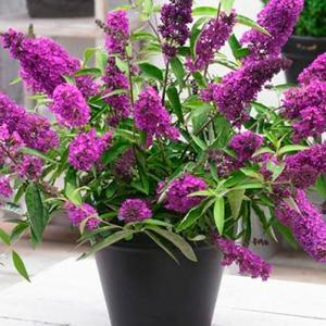 Будлея карликовая Тутти Фрутти