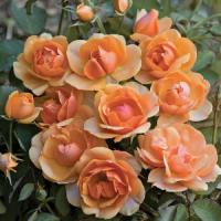 Роза парковая Франческа Каоторта