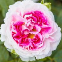 Роза Генрсли