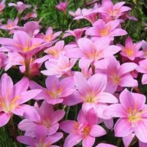 Зафирантус мощный Пинк 10 шт