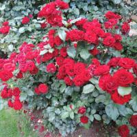 Роза Лаваглют