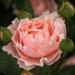 Роза Твиггиc роуз