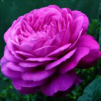 Роза миниатюрная Хайди Клум Розе