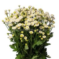 Pyrethrum Виктори Квин Вайт семян 20+