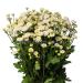 Pyrethrum Виктори Квин Вайт семян 20+