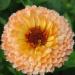 Calendula Эприкот Сан семян 10+