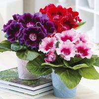 Глоксиния смесь окрасок 3 шт 