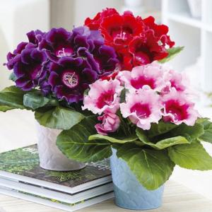 Глоксиния смесь окрасок 3 шт 