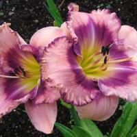 Лилейник Роял Брайд