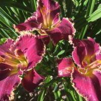 Лилейник  Беттилен