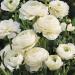 Ранункулюс Elegance White 5 шт