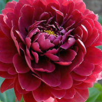 Пион Блек Бьюти