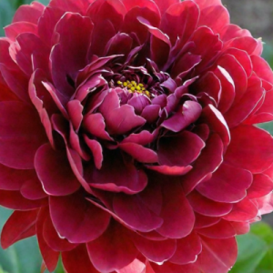 Пион Блек Бьюти