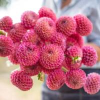 Георгина Кейтлинс Джой