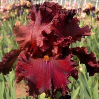 Ирис Хаус Афайер