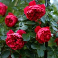 Роза плетистая Дип Лав